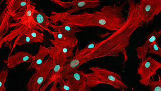 Mesenchymal Stem Cells Market