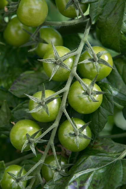 Consorzio di tutela del Pomodoro di Pachino IGP