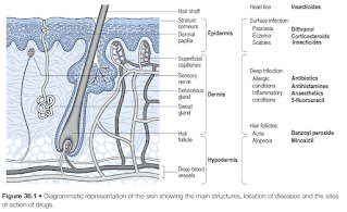 Skin Anatomy