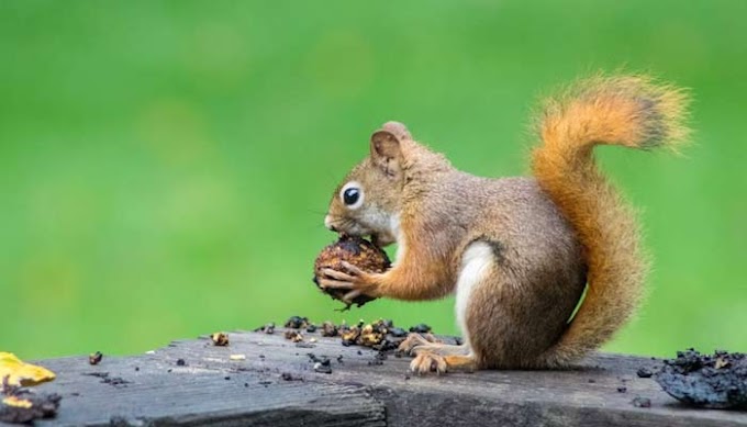 Middle Age squirrels likely behind sickness in current Britain