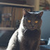 Chartreux  cat ,the Chartreux cat is a medium-sized cat 