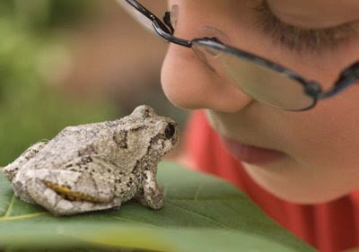 NAMC Montessori peace curriculum environmental awareness earth day activities kiss a frog