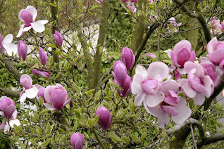 Magnolia, petit arbre, arbre printemps, arbres de jardin,