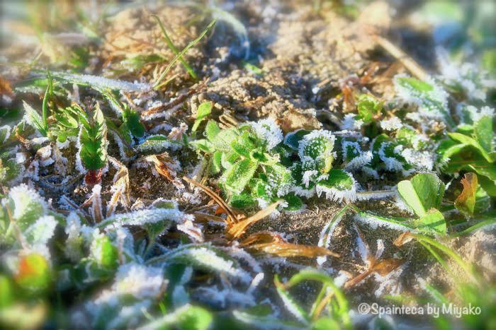 Helada マドリードの寒い冬で見つけた霜