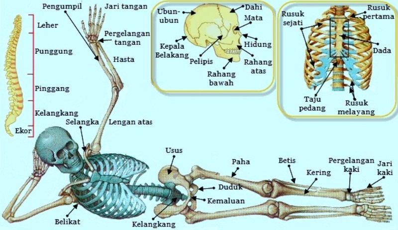 Soal dan Jawaban Bab Rangka pada  manusia 40 Pilgan 5 