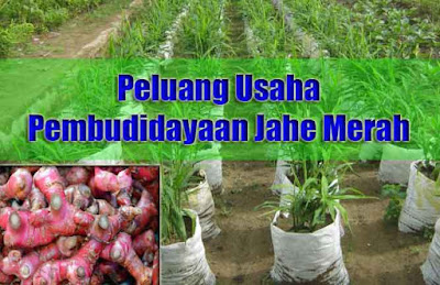 Peluang Usaha Budidaya Jahe Merah