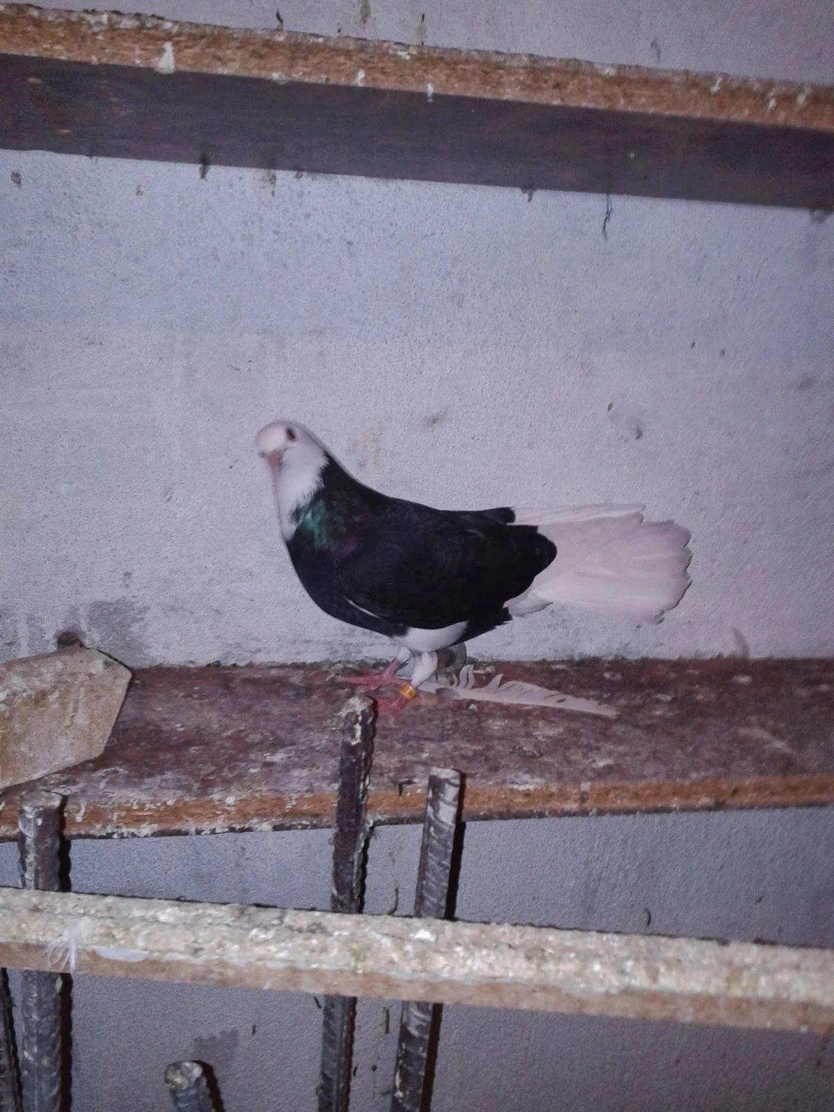 GÜVERCİN