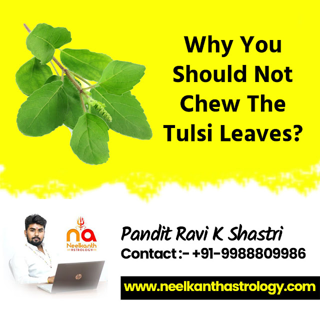 Why you Should Not Chew The Tulsi Leaves