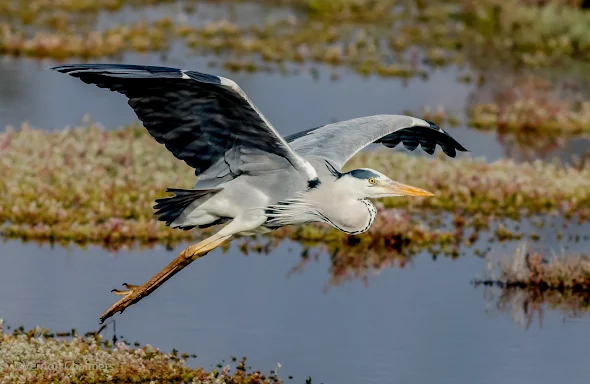 Grey Heron in Flight - Canon EOS 7D Mark II / 400mm Lens