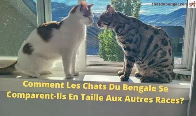 Taille bengal