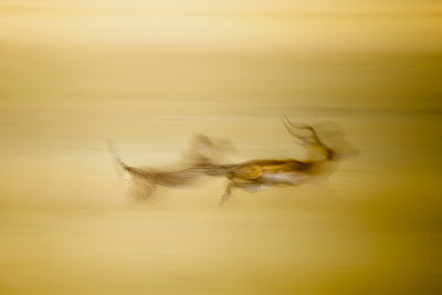 Ganadores del concurso de National Geographic 2011