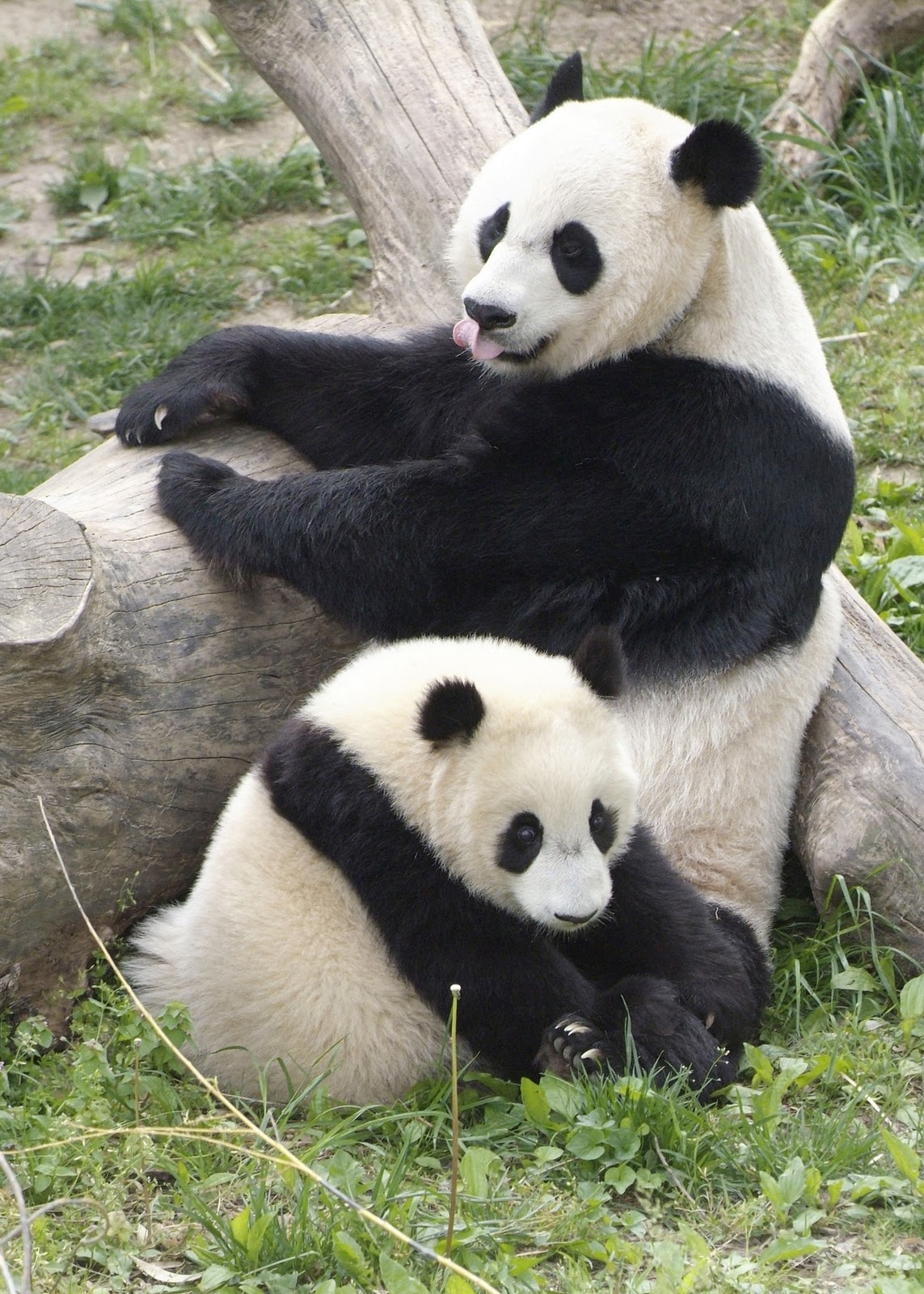 Amazing Giant Panda: Endangered Species, Giant Pandas Facts, Photos