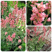 Гейхера цилиндрическая (Heuchera cylindrica) 'Coral Bouquet'.