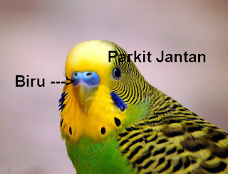 ciri burung parkit jantan