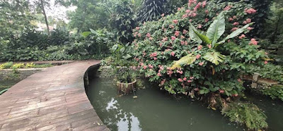 Taman Araceae Kebun Raya Bogor