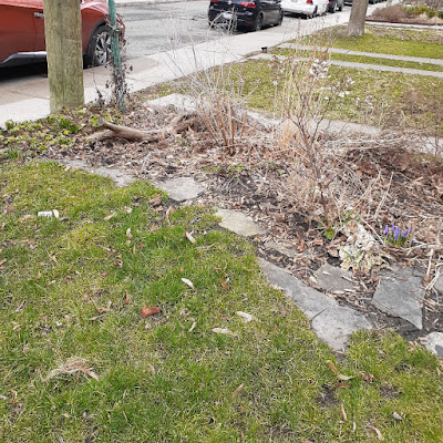 Parkdale Spring Cleanup Before by Paul Jung Gardening Services--a Toronto Gardener for Hire