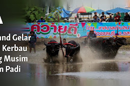  Thailand Gelar Balap Kerbau Jelang Musim Tanam Padi