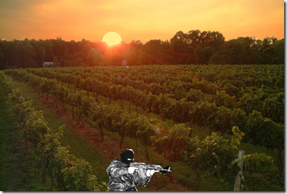 Vineyard_sunset