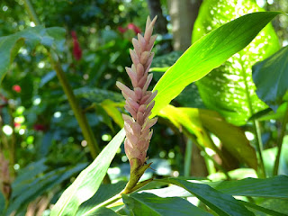 Alpinia de la Réunion