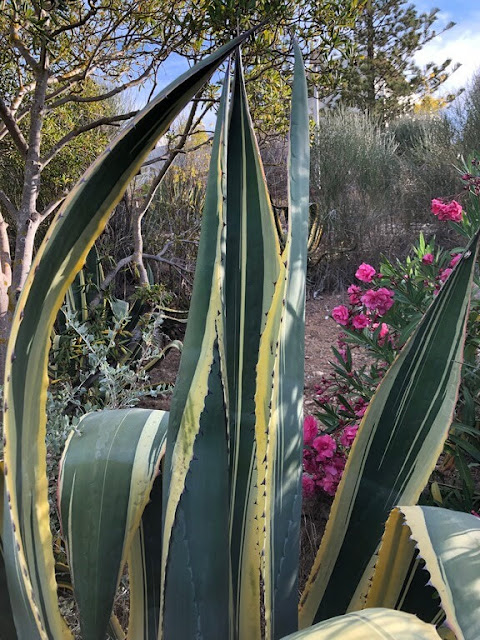 Piteira - Agave Americana  