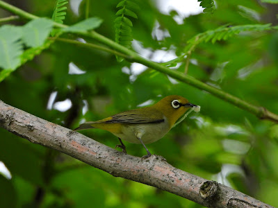 Swinhoe's White-Eye at Taozi Lake