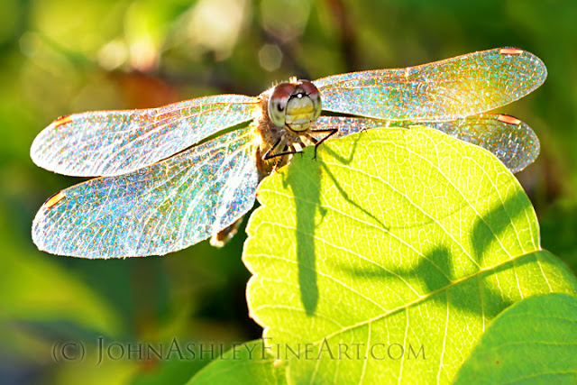 'Diamonds in the Sky' Dragonfly (c) John Ashley