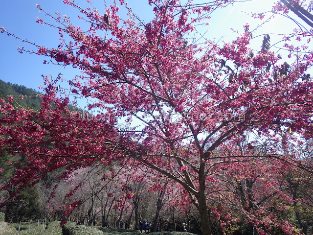 Wuling Farm cherry blossoms