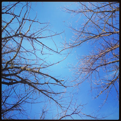 Copas de árboles, de fondo el cielo azul, hermoso.