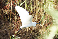 Garza blanca o garceta grande (Ardea alba)