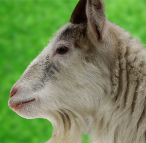 Finnish Landrace Goat Origin, Characteristics, Weight, Uses