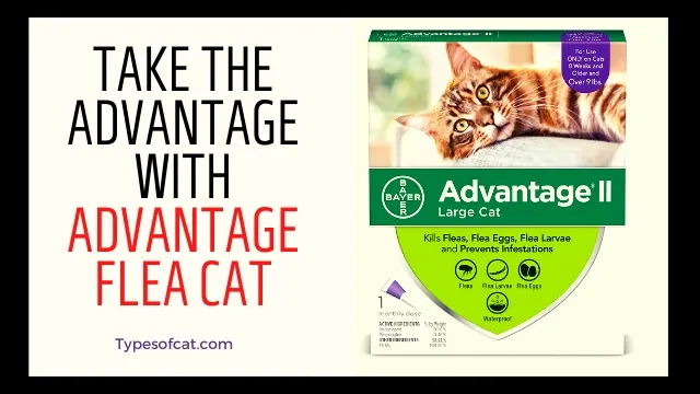 advantage flea cat