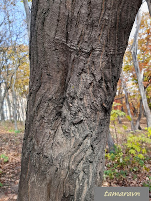 Клён ложнозибольдов (Acer pseudosieboldianum)