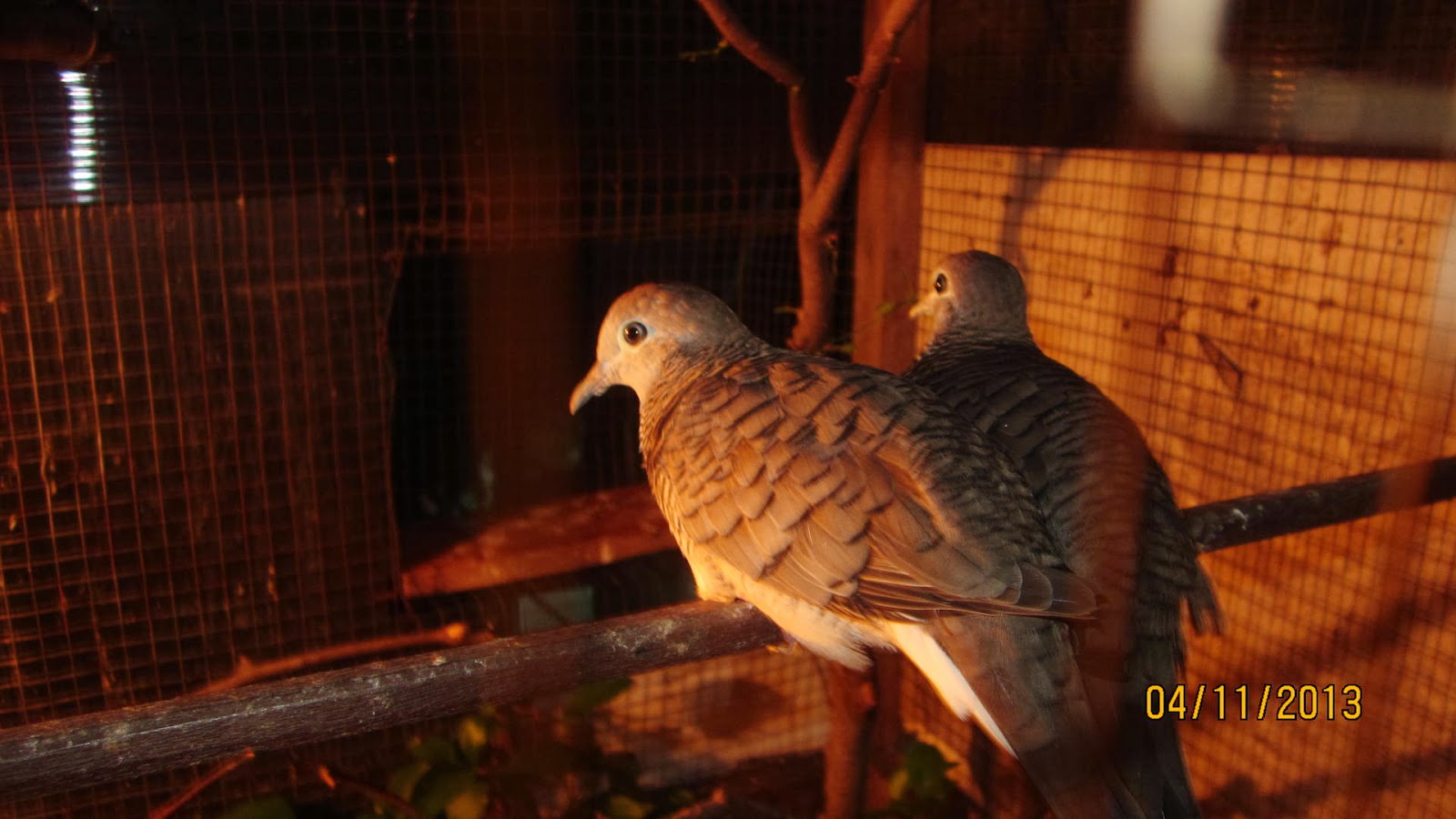 Burung Kicauan: November 2013