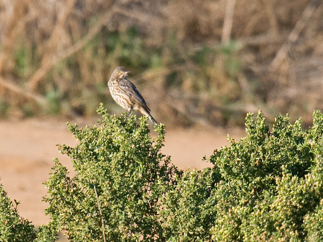 Sage Thrasher