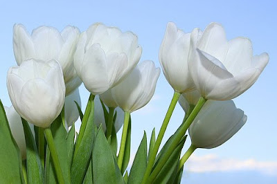 Gorgeous White Tulips by cool and beautiful wallpapers