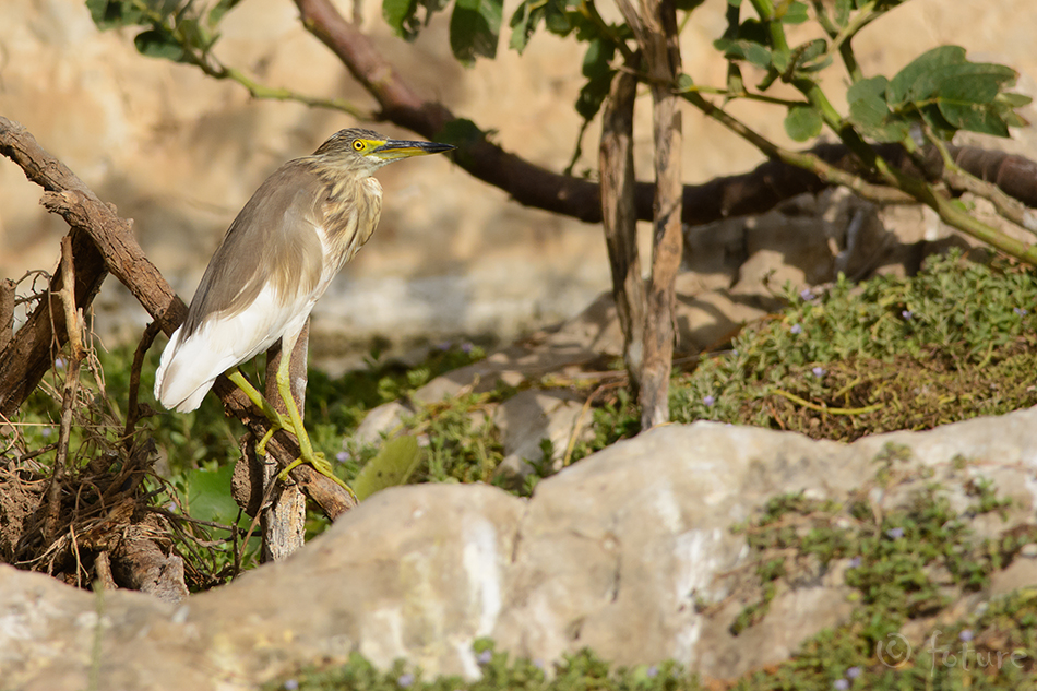 India tiigihaigur, Ardeola grayii, Indian Pond Heron, haigur, pondbird, paddybird