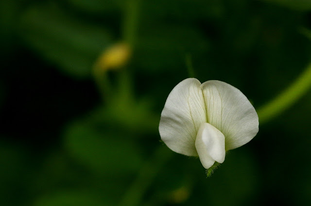 Flor de garbanzo (Cicer arietinum)