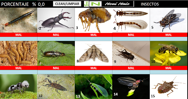 Nombres de insectos