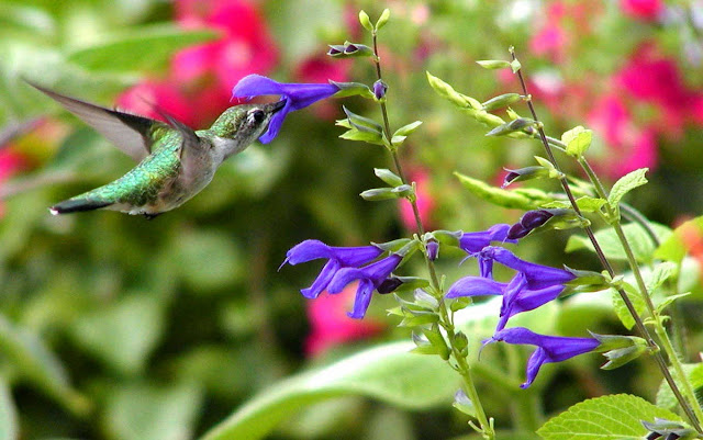 Plants Hummingbirds Love