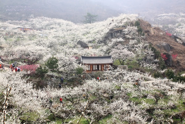 Cảnh đẹp Hàn Quốc 4 mùa