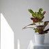 Optimizing Light Levels for Indoor Plants: A Comprehensive Guide