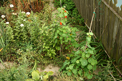 Spitfire nasturtiums climbing up a bamboo stake trellis