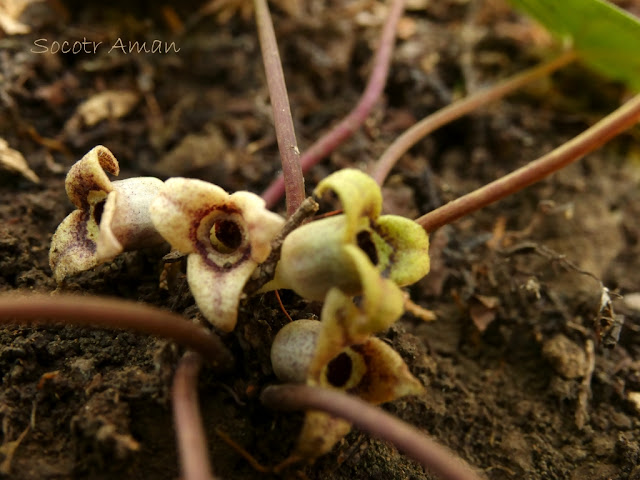 Asarum nipponicum