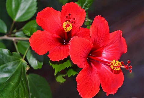 Spesial 15+ Nama Ilmiah Tanaman Bunga Sepatu Adalah Hibiscus Rosa Sinensis