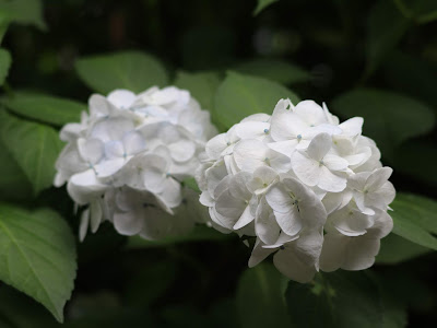 選択した画像 西洋アジサイ 紫陽花 白 種類 159755