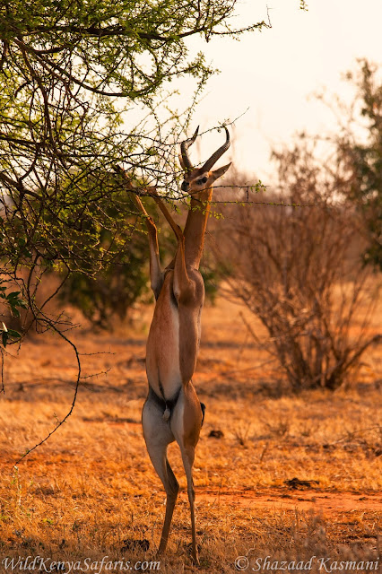 Gerenuk, Giraffe Gazelle, Tsavo East, Tsavo Safari, Wild Kenya Safaris, Wildlife Diaries, 