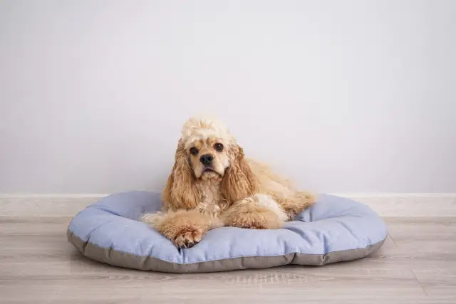 5 Comfortable and Durable Dog Beds for Happy Pups