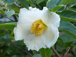 Stewartia de Corée - Stewartia koreana - Stewartia pseudocamellia var. koreana