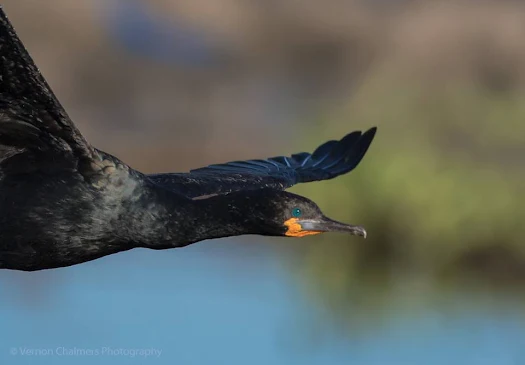 Birds in Flight Photography Milnerton Woodbridge Island, Cape Town - Canon EOS 7D Mark II