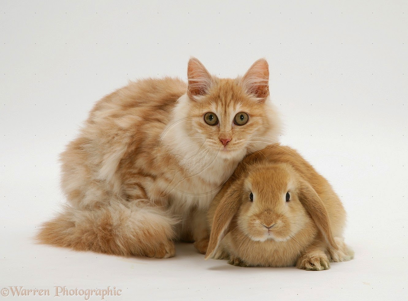 Kucing Persia Yang Lucu - Flauschige Katzen